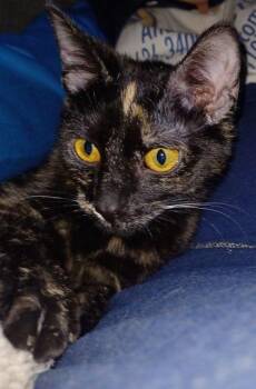 Rescue Tortoiseshell and Domestic Short Hair Cats for Adoption in Lake Orion, Michigan - Topaz | PetCurious