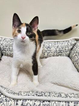 Harley -  Domestic Short Hair Cat for Adoption in Fremont, Ohio - Harley | PetCurious