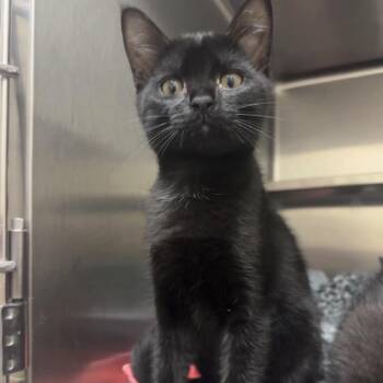 Eduardo 28545 -  Domestic Short Hair Cat for Adoption in Middleburg, Florida - Eduardo 28545 | PetCurious