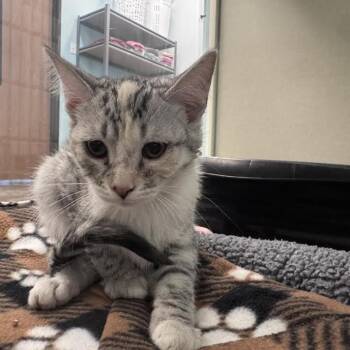 Bella -  Domestic Short Hair Cat Available for Adoption in Show Low, Arizona - Bella | PetCurious
