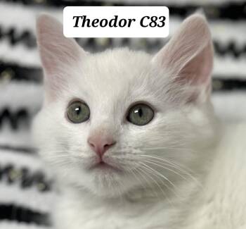 Theodor -  Domestic Long Hair Cat for Adoption in Morganton, North Carolina - Theodor | PetCurious