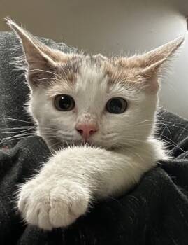 Rescue Domestic Short Hair Cats for Adoption in Spartanburg, South Carolina - Lily | PetCurious