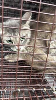 A657204 -  Domestic Short Hair Cat for Adoption in Houston, Texas - A657204 | PetCurious