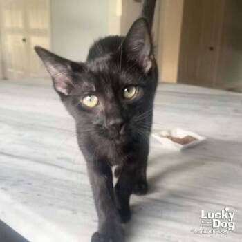 Little Bumblebee -  Domestic Short Hair Cat for Adoption in Washington, District Of Columbia - Little Bumblebee | PetCurious