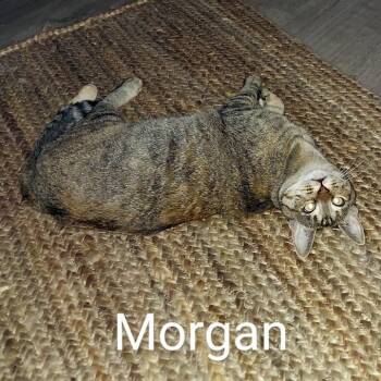 Rescue Domestic Short Hair Cats for Adoption in Redlands, California - Morgan | PetCurious