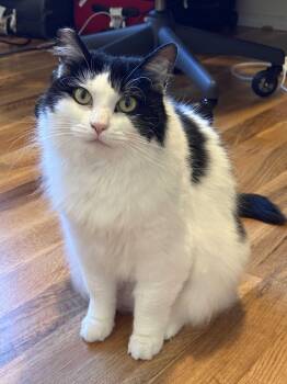 Moomin -  Domestic Medium Hair Cat for Adoption in Seattle, Washington - Moomin | PetCurious