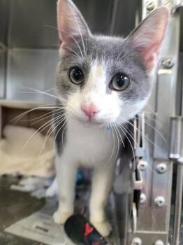 Domestic Short Hair Cats Available for Adoption in Largo, Florida - Maxwell | PetCurious