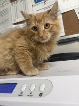 Rescue Domestic Short Hair Cats for Adoption in Bolivar, Missouri - Gold | PetCurious