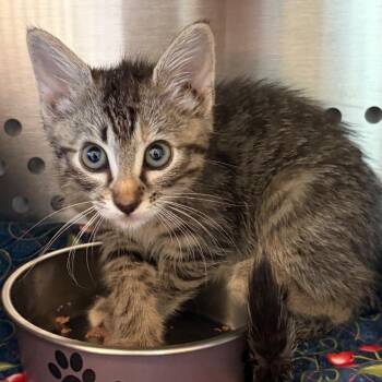 Pita -  Domestic Short Hair Cat for Adoption in Norman, Oklahoma - Pita | PetCurious