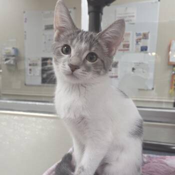 Georgina -  Domestic Short Hair Cat for Adoption in Oshkosh, Wisconsin - Georgina | PetCurious