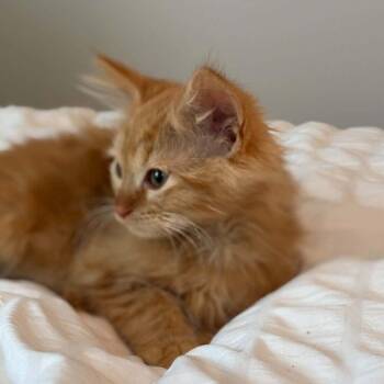 Cherry Pie -  Domestic Long Hair Cat Available for Adoption in Candler, North Carolina - Cherry Pie | PetCurious