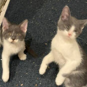 Mungbean -  Domestic Short Hair Cat for Adoption in Oak Park, Illinois - Mungbean | PetCurious