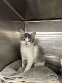 Boo -  Domestic Medium Hair and Domestic Short Hair Cat for Adoption in Houston, Texas - Boo | PetCurious