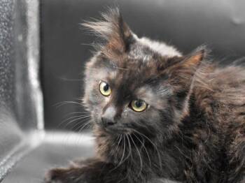 Trucker -  Domestic Medium Hair Cat for Adoption in Portland, Oregon - Trucker | PetCurious