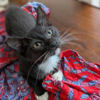 Allison -  Domestic Short Hair Cat for Adoption in Volcano, Hawaii - Allison | PetCurious
