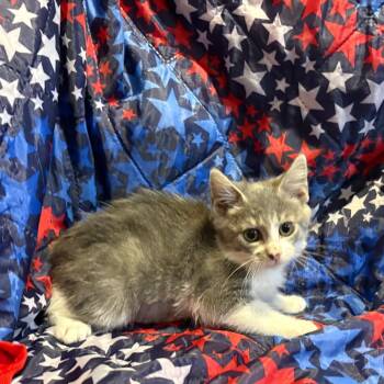 Gemini -  Domestic Medium Hair Cat for Adoption in Fredericksburg, Virginia - Gemini | PetCurious