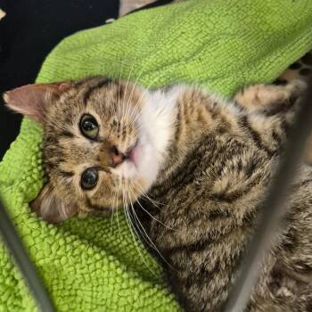 Bee -  Domestic Short Hair Cat Available for Adoption in Bismarck, North Dakota - Bee | PetCurious