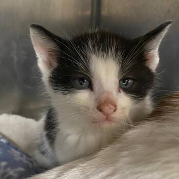 Frappuccino -  Domestic Medium Hair Cat for Adoption in Fall River, Massachusetts - Frappuccino | PetCurious