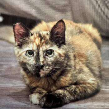Rescue Tortoiseshell Cats for Adoption in Sacramento, California - Flora | PetCurious