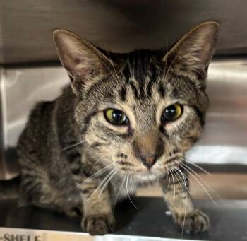 Tabby Cats Available for Adoption - Dorothy  | PetCurious