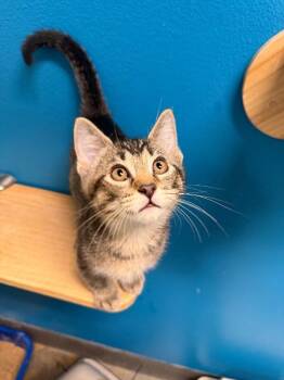 Mystery -  Domestic Short Hair Cat for Adoption in Fort Collins, Colorado - Mystery | PetCurious