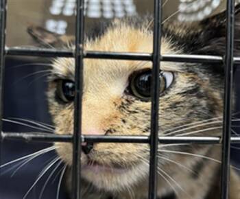 A1268611 -  Domestic Medium Hair Cat for Adoption in Charlotte, North Carolina - A1268611 | PetCurious