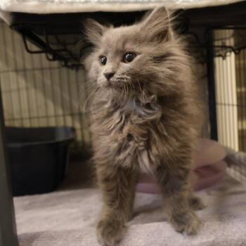Dove -  Domestic Short Hair Cat for Adoption in Saint Charles, Missouri - Dove | PetCurious