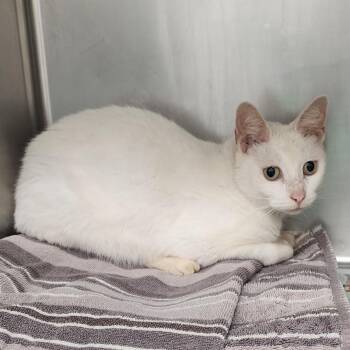 Domestic Short Hair Cats Available for Adoption - Canvas | PetCurious