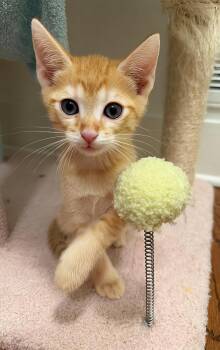Pants -  Domestic Short Hair Cat for Adoption in Nashville, Tennessee - Pants | PetCurious