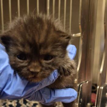 Domestic Medium Hair Cats Available for Adoption in Columbus, Georgia - Cairo 0023 | PetCurious