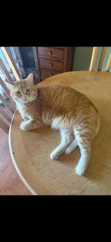 Cooter -  Domestic Short Hair Cat for Adoption in Billings, Montana - Cooter | PetCurious