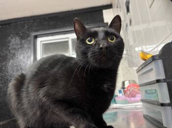 Rescue Domestic Short Hair Cats for Adoption in Port Jervis, New York - Finn | PetCurious