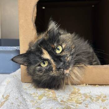 Rowena -  Domestic Long Hair Cat for Adoption in Lindon, Utah - Rowena | PetCurious