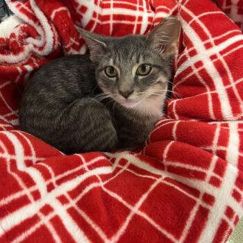 Echo -  Domestic Short Hair Cat for Adoption in Mt. Juliet, Tennessee - Echo | PetCurious