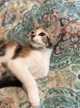 Ashley -  Domestic Short Hair Cat for Adoption in Liverpool, Texas - Ashley | PetCurious
