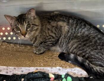 Domestic Short Hair Cats Available for Adoption in Columbia, Tennessee - Dylan | PetCurious