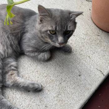 Dean -  Domestic Medium Hair Cat for Adoption in Chanute, Kansas - Dean | PetCurious