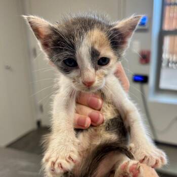 Dollywood -  Domestic Short Hair Cat for Adoption in Boerne, Texas - Dollywood | PetCurious