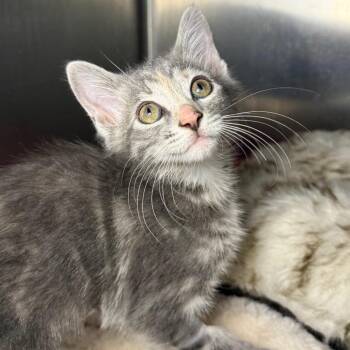 Sylvia -  Domestic Short Hair Cat for Adoption in Asheville, North Carolina - Sylvia | PetCurious