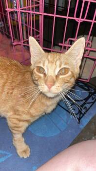 Susie -  Domestic Short Hair Cat for Adoption in Beatrice, Nebraska - Susie | PetCurious
