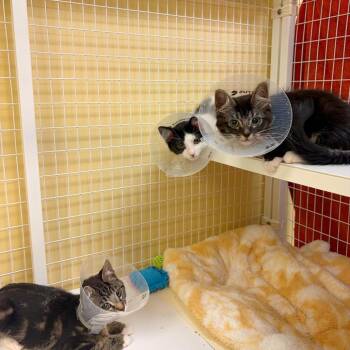 Chronos -  Domestic Medium Hair and Domestic Short Hair Cat for Adoption in Woodinville, Washington - Chronos | PetCurious