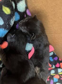 MEENY -  Domestic Short Hair Cat for Adoption in Dallas, Texas - MEENY | PetCurious