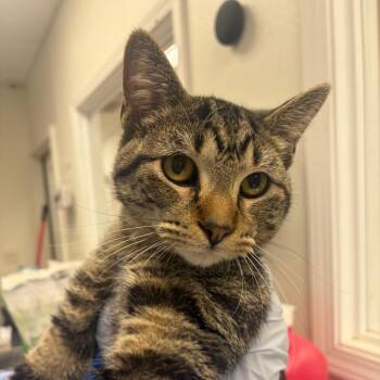 Jasper -  Domestic Short Hair Cat for Adoption in Pekin, Illinois - Jasper | PetCurious