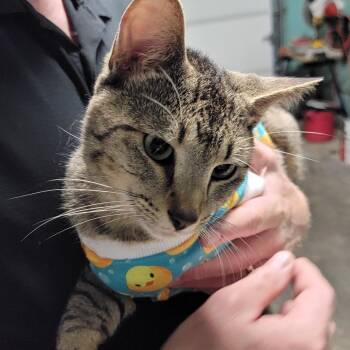 Cubby -  Domestic Short Hair Cat for Adoption in Crane, Missouri - Cubby | PetCurious
