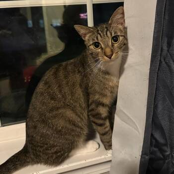 Mittens -  Domestic Short Hair Cat Available for Adoption in Honeoye, New York - Mittens | PetCurious