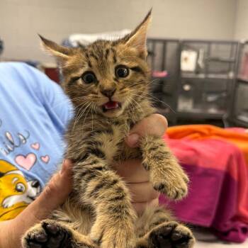 Hart-C -  Domestic Short Hair Cat for Adoption in East St. Louis, Illinois - Hart-C | PetCurious