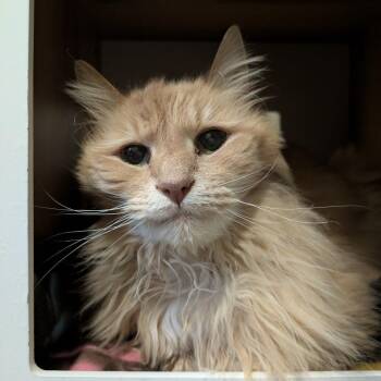 Castor -  Domestic Long Hair Cat for Adoption in South Burlington, Vermont - Castor | PetCurious