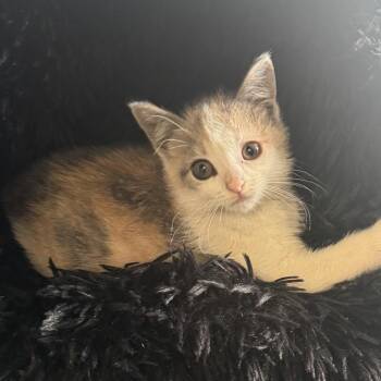Domestic Short Hair Cats Available for Adoption in New York, New York - Kaitlynn | PetCurious