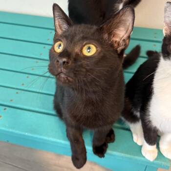 Coffee -  Domestic Short Hair Cat for Adoption in Asheville, North Carolina - Coffee | PetCurious
