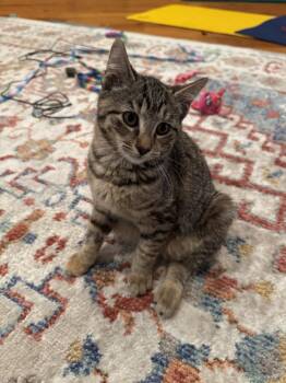 Charity -  Domestic Short Hair Cat for Adoption in East Greenville, Pennsylvania - Charity | PetCurious